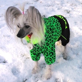 Zimní oblečky na psy – overaly For My Dogs5